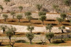 Ulivi in Palestina