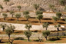 Ulivi in Palestina